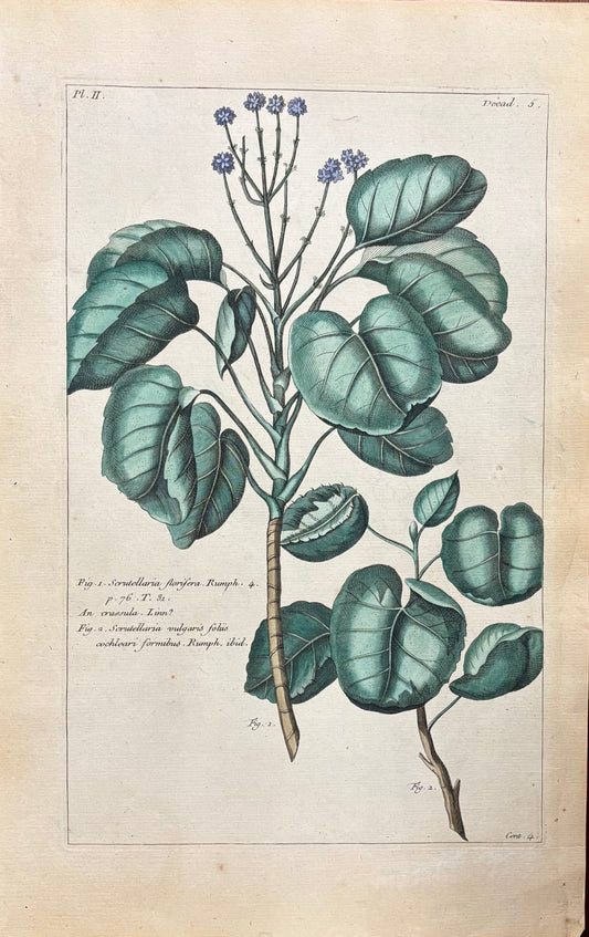 Plate 2 by Pierre- Joseph Buc’hoz