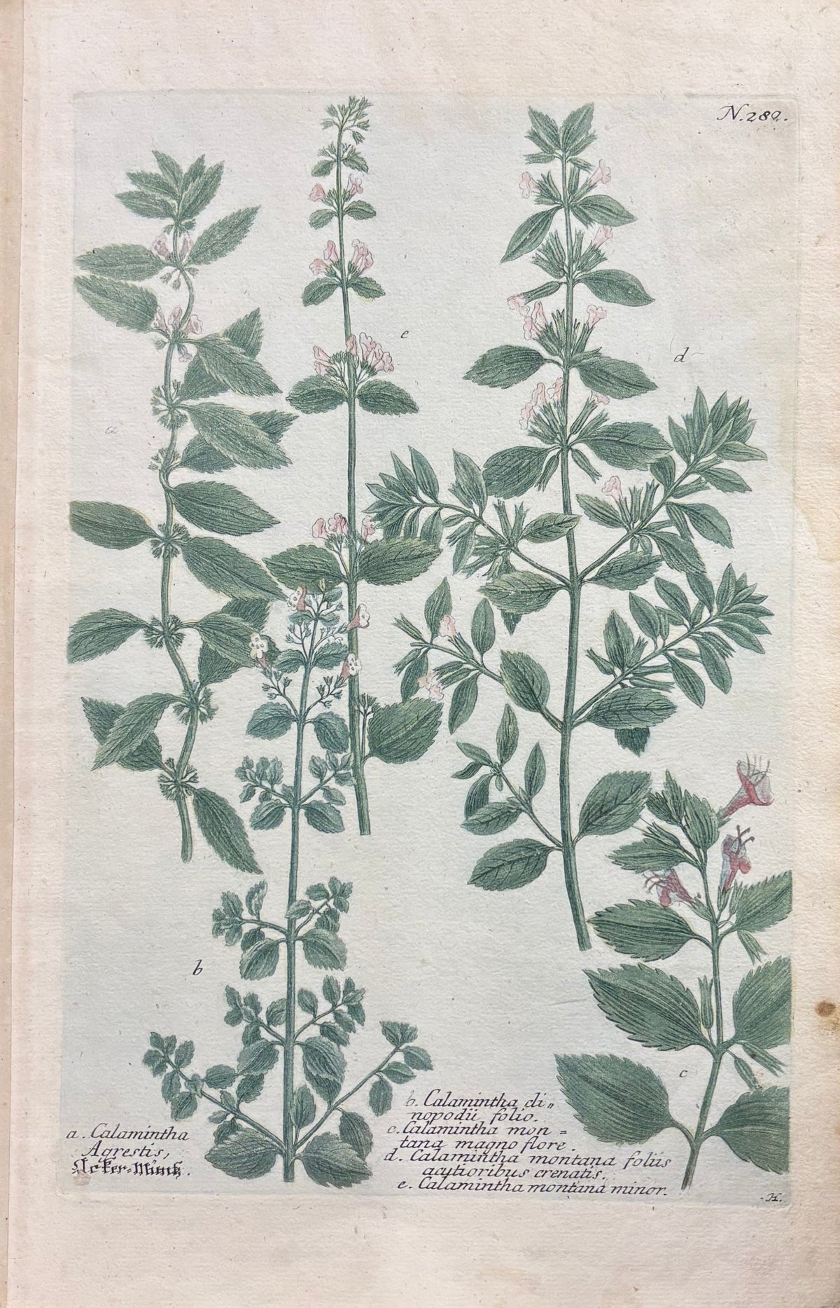 Phytanthoza Iconographia by Johann Wilhelm Weinmann