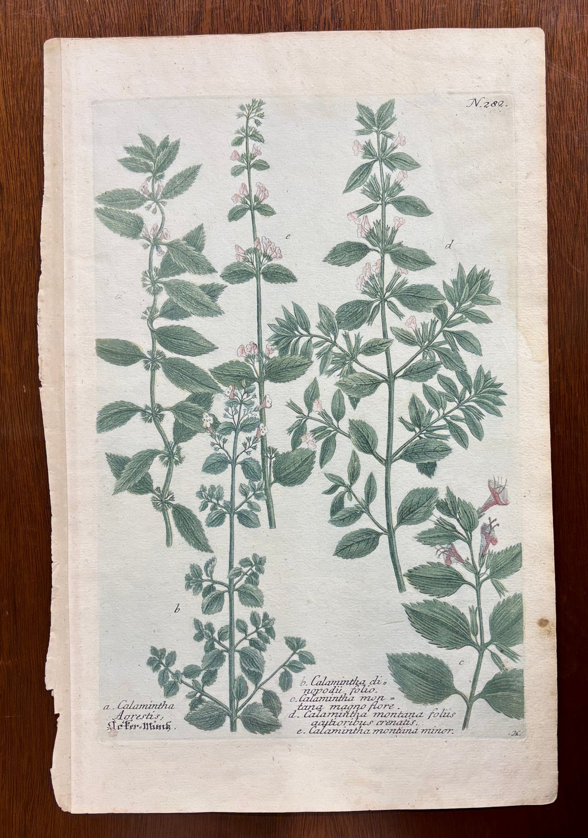 Phytanthoza Iconographia by Johann Wilhelm Weinmann