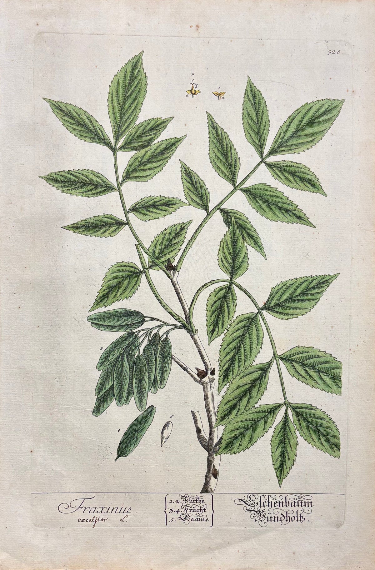 Pl. 328 by Elizabeth Blackwell