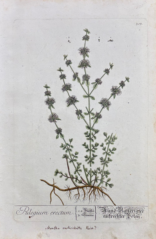 Pl. 303 by Elizabeth Blackwell