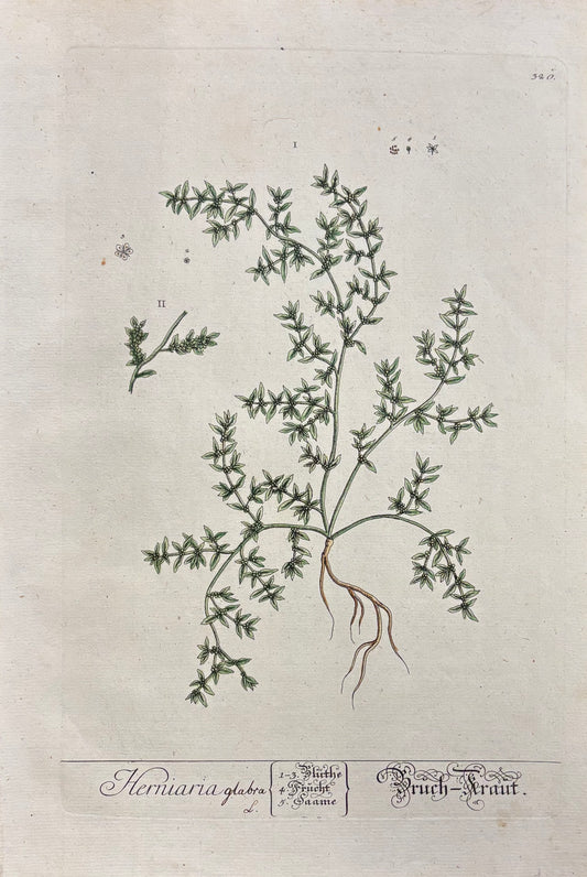 Pl. 320 by Elizabeth Blackwell