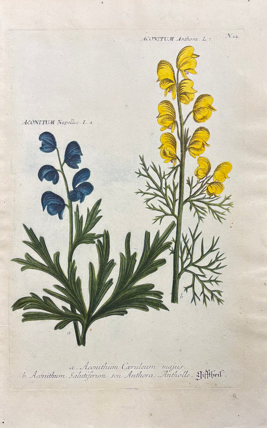 N. 22 by Johann Wilhelm Weinmann