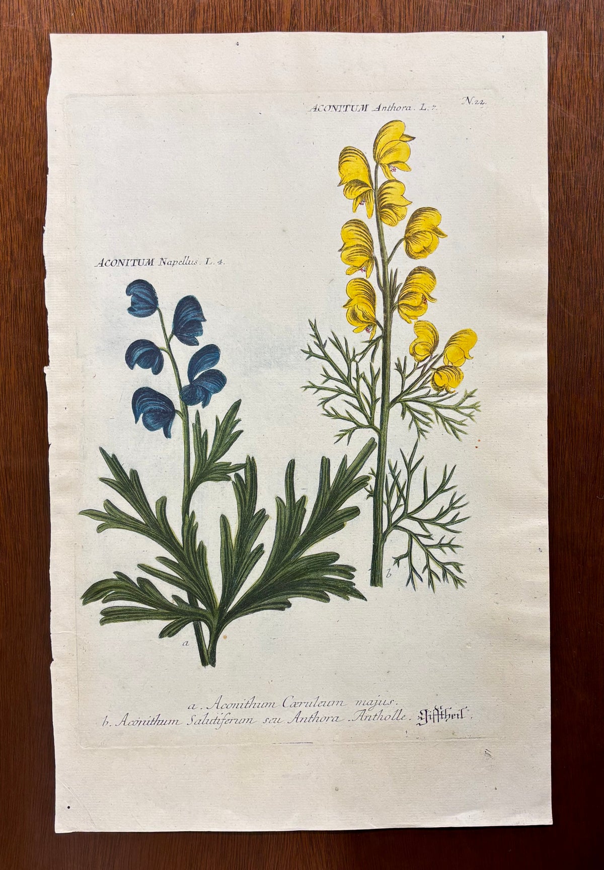 N. 22 by Johann Wilhelm Weinmann