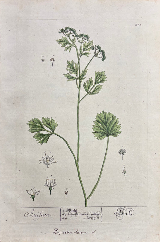 Pl. 374 by Elizabeth Blackwell