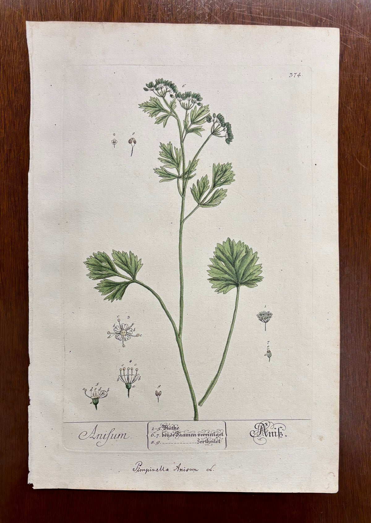 Pl. 374 by Elizabeth Blackwell