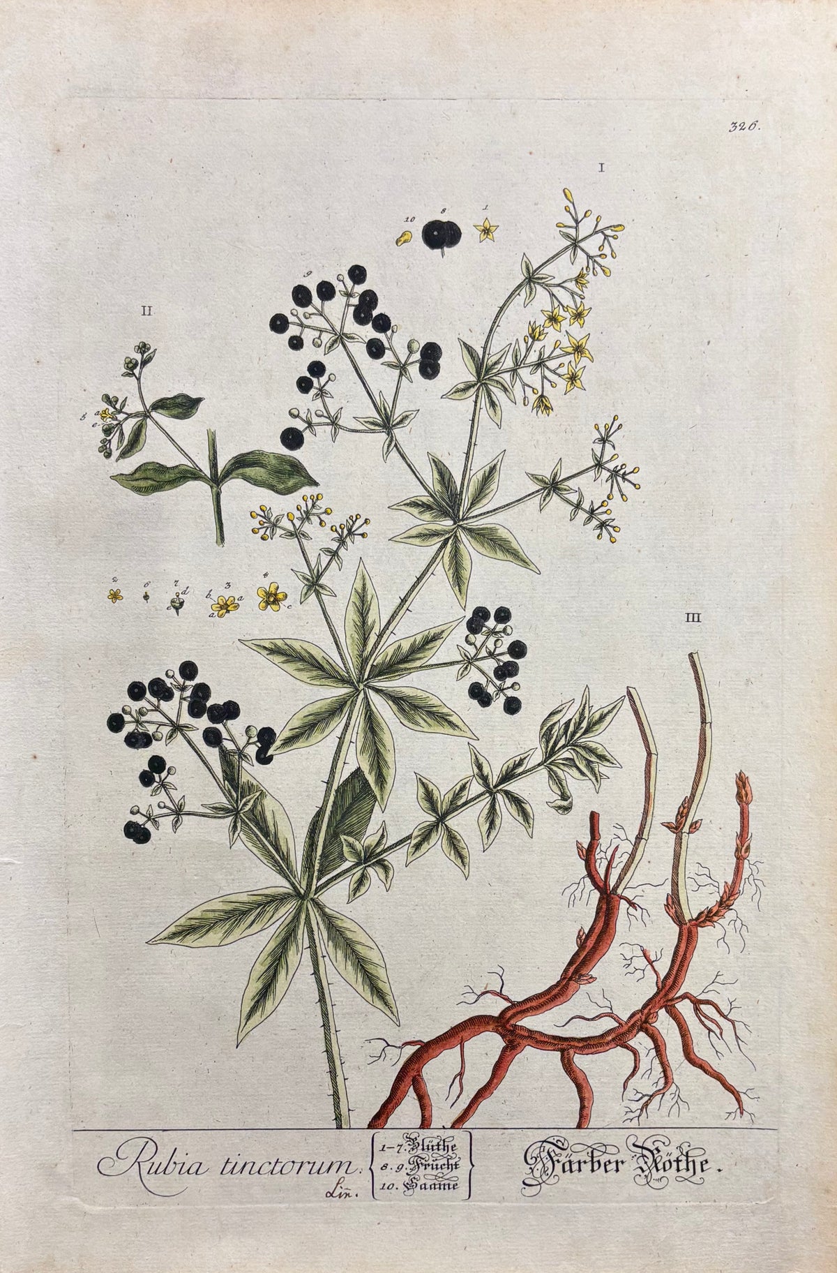 Pl. 326 by Elizabeth Blackwell