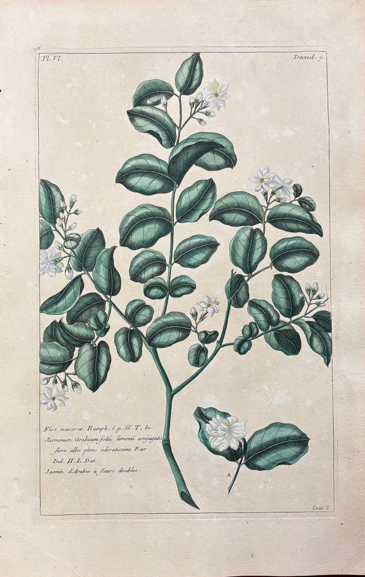 Pl. III by Pierre-Joseph Buc’hoz
