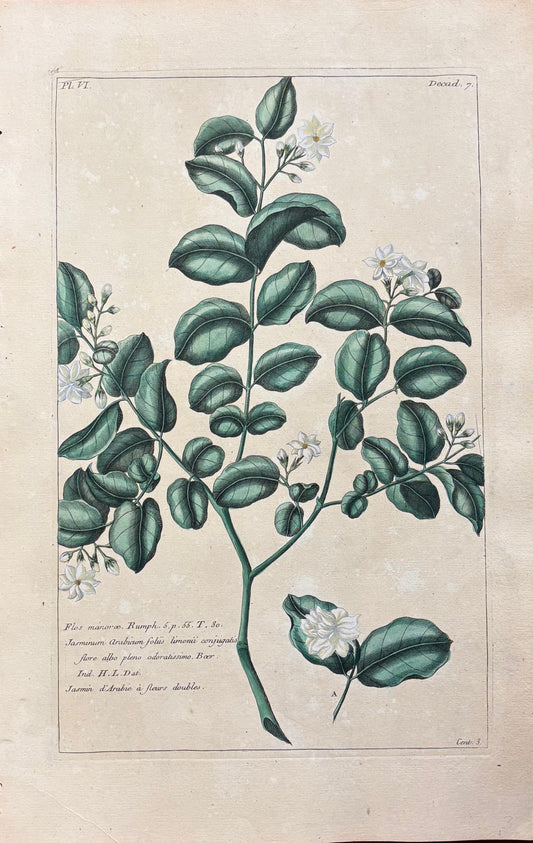 Pl. III by Pierre-Joseph Buc’hoz