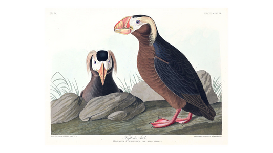 John James Audubon Leipzig Ed. Tufted Auk Print Lithograph Engraving 1973 Germany Birds of America Collection