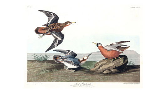 John James Audubon Leipzig Ed. Louisiana Red Phalarope, Print Lithograph Engraving 1973 Germany Birds of America Collection