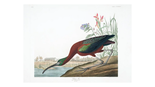 John James Audubon Leipzig Ed.Glossy Ibis Print Lithograph Engraving 1972 Germany Birds of America Collection