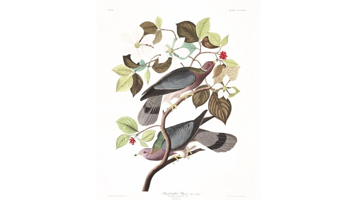 John James Audubon Amsterdam Ed.Band-tailed Pigeon Print Lithograph Engraving 1972 Germany Birds of America Collection