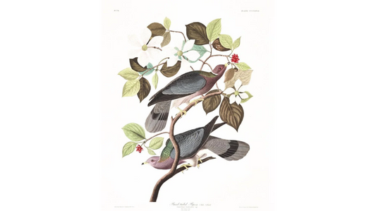 John James Audubon Amsterdam Ed.Band-tailed Pigeon Print Lithograph Engraving 1972 Germany Birds of America Collection