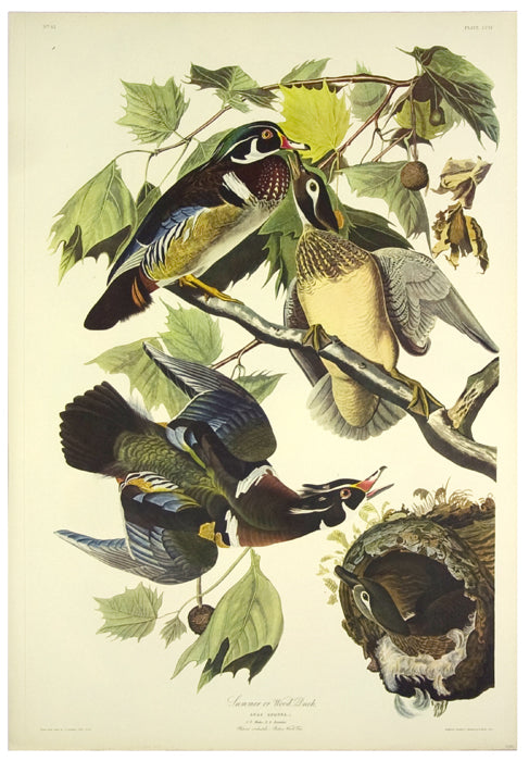 John James Audubon Leipzig Ed.  Wood Duck Print Lithograph Engraving 1973 Germany Birds of America Collection