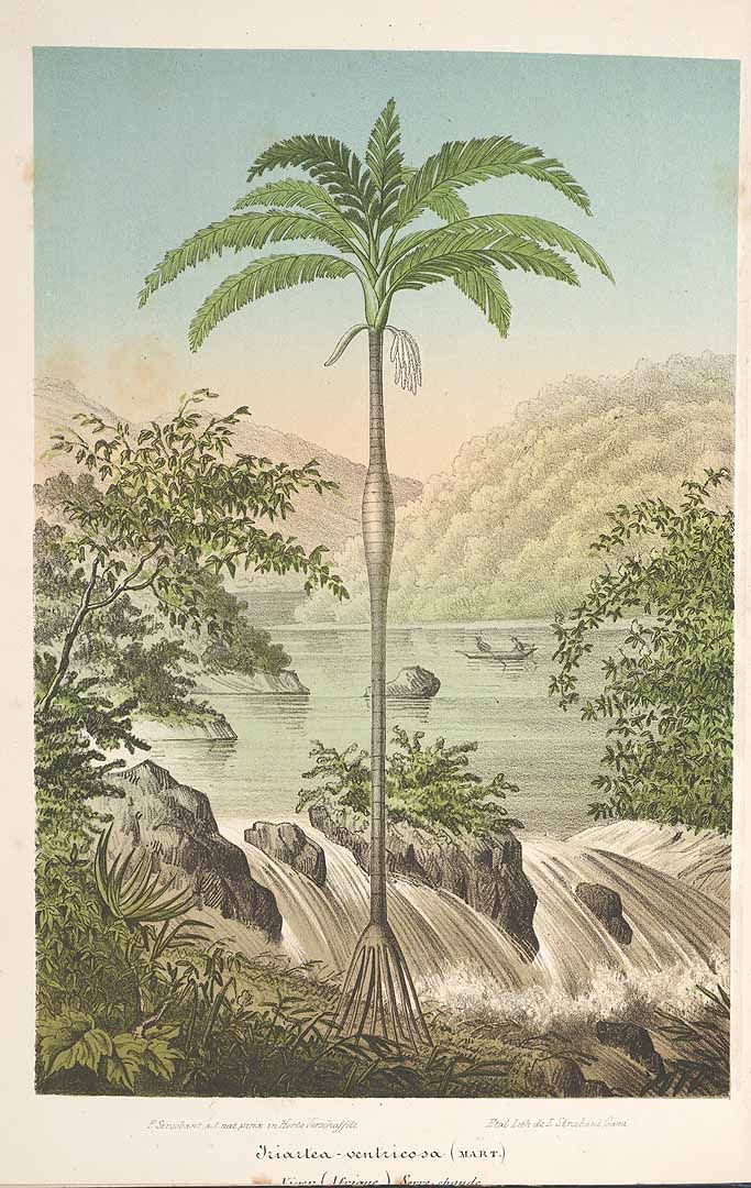 Rodriquez, Botantical: Palm Trees, Diplothemium Marit.