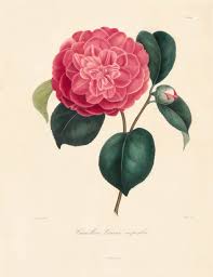 Berlese, Botantial: Camellias, Leana superba