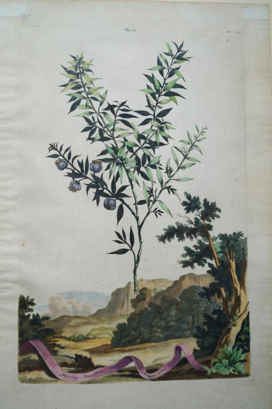 Myrtus Tenuifolia Fructu Albo
