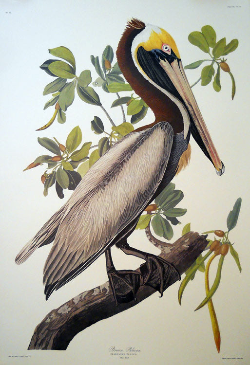 John James Audubon Leipzig Ed.Brown Pelican Print Lithograph Engraving 1972 Germany Birds of America Collection