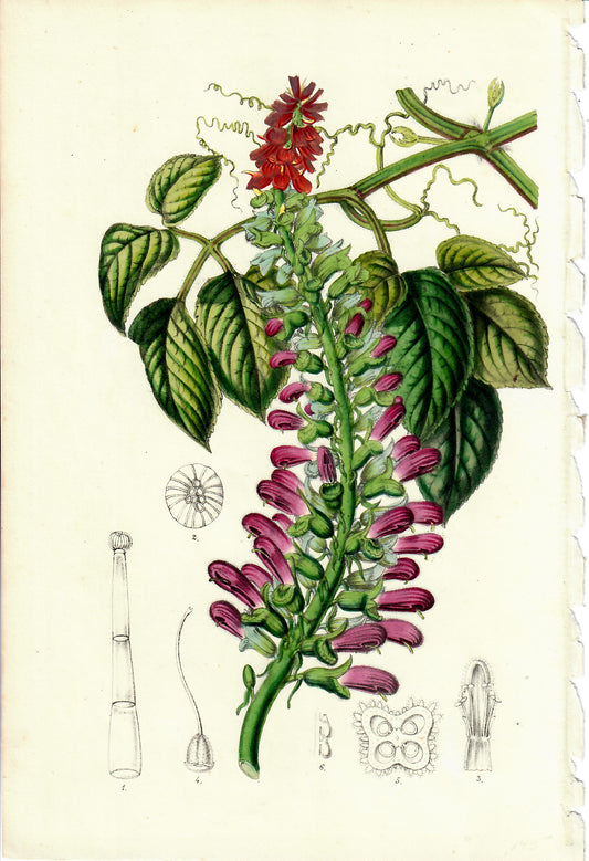 Magenta and Red Hand-Colored Botanical, c. mid-1800s