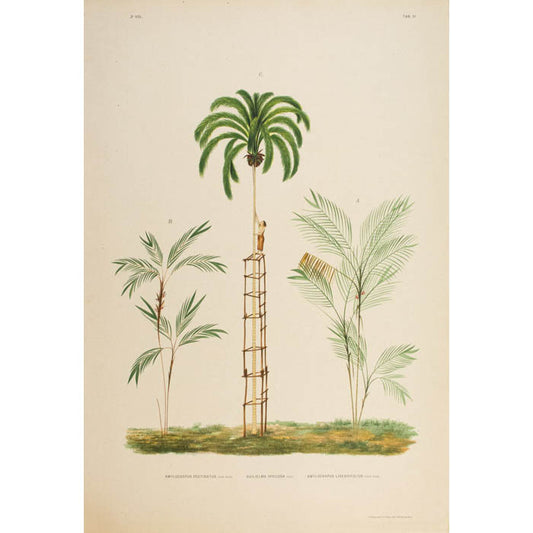 Rodriquez, Botantical: Palm Trees, Cocos Leisosp.