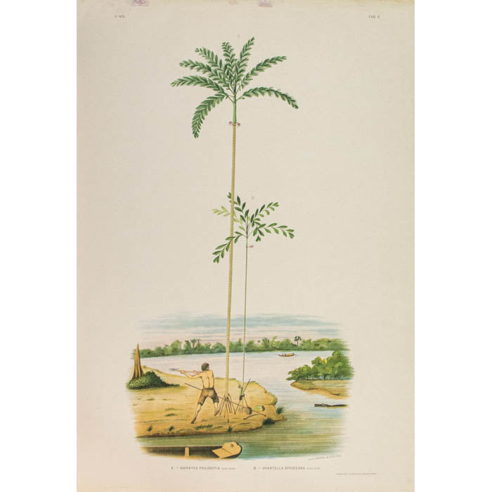 Rodriquez, Botantical: Palm Trees, Bactris Interrup.