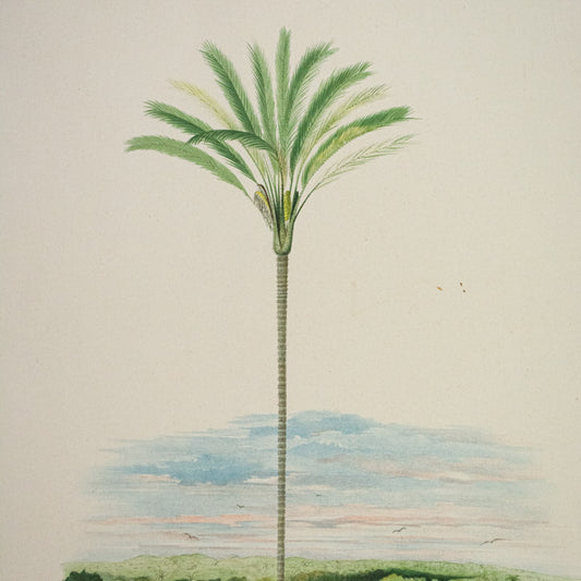 Rodriquez, Botantical: Palm Trees, Diplothemium