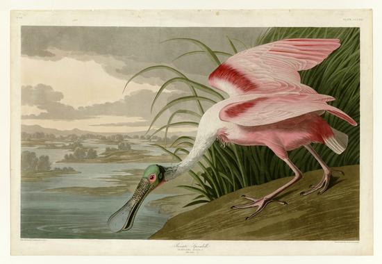 John James AudubonLeipzig Ed. Roseate Spoonbill Print Lithograph Engraving 1973 Germany Birds of America Collection