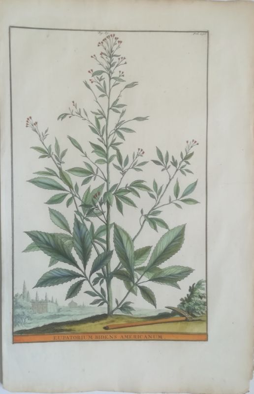 Eupatorium Bidens Americanum