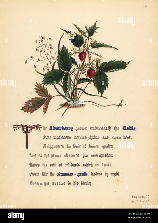 Flowers of Shakespeare, Botanical, King Henry, 6th,