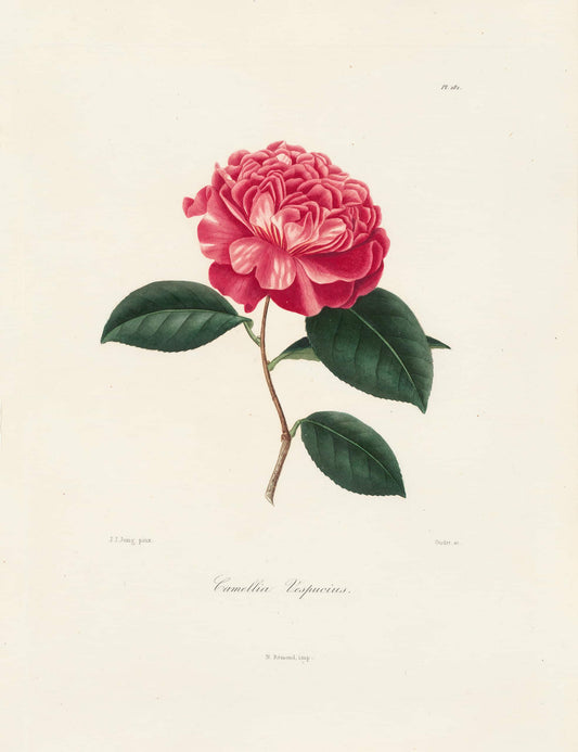 Berlese, Botantial: Camellias, Vespucius