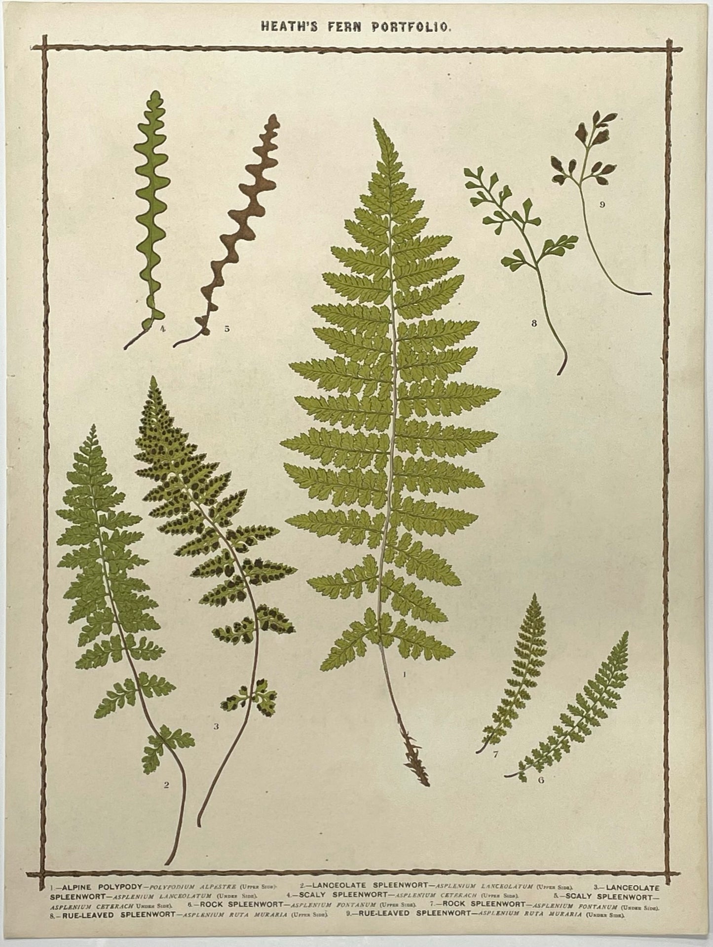 Heath’s Fern Portfolio Original Chromolithograph