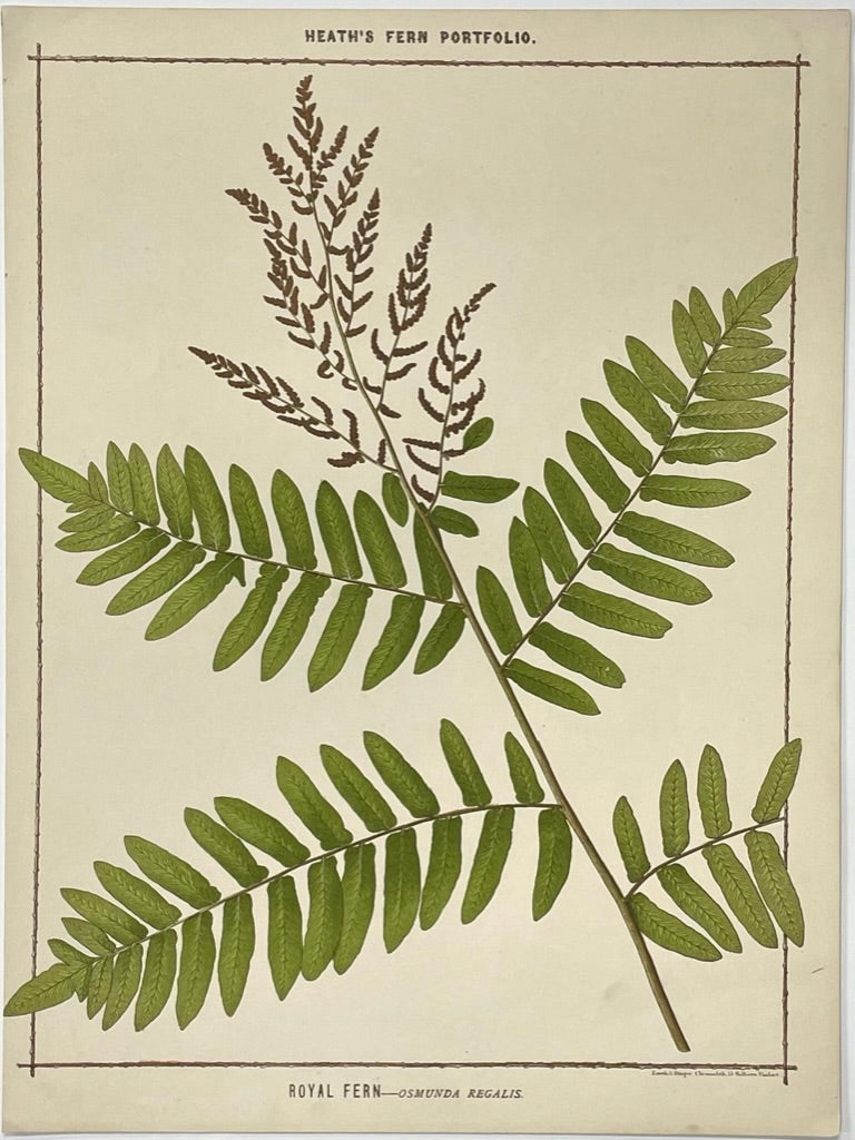 Heath’s Fern Portfolio Original Chromolithograph
