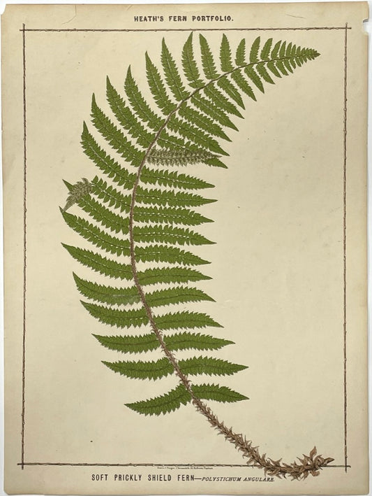 Heath’s Fern Portfolio Original Chromolithograph