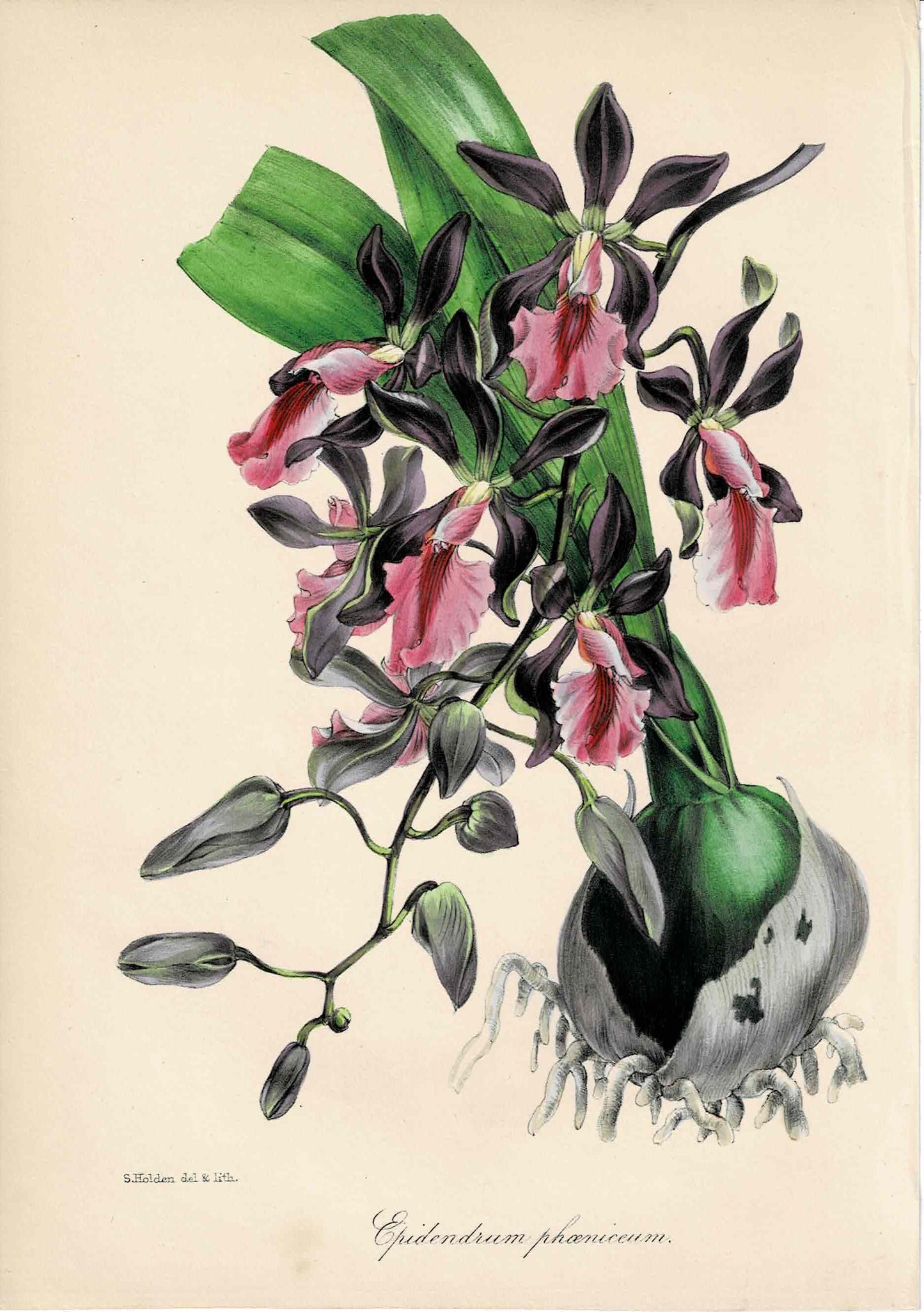 Pink Purple Hand-colored Botanical, Epidendrum Phoeniceum, c. mid-1800s