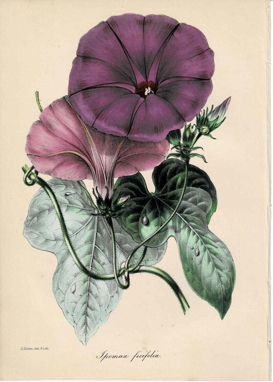 Purple Hand-colored Botanical, Spomaea Ficifolia, c. mid-1800s