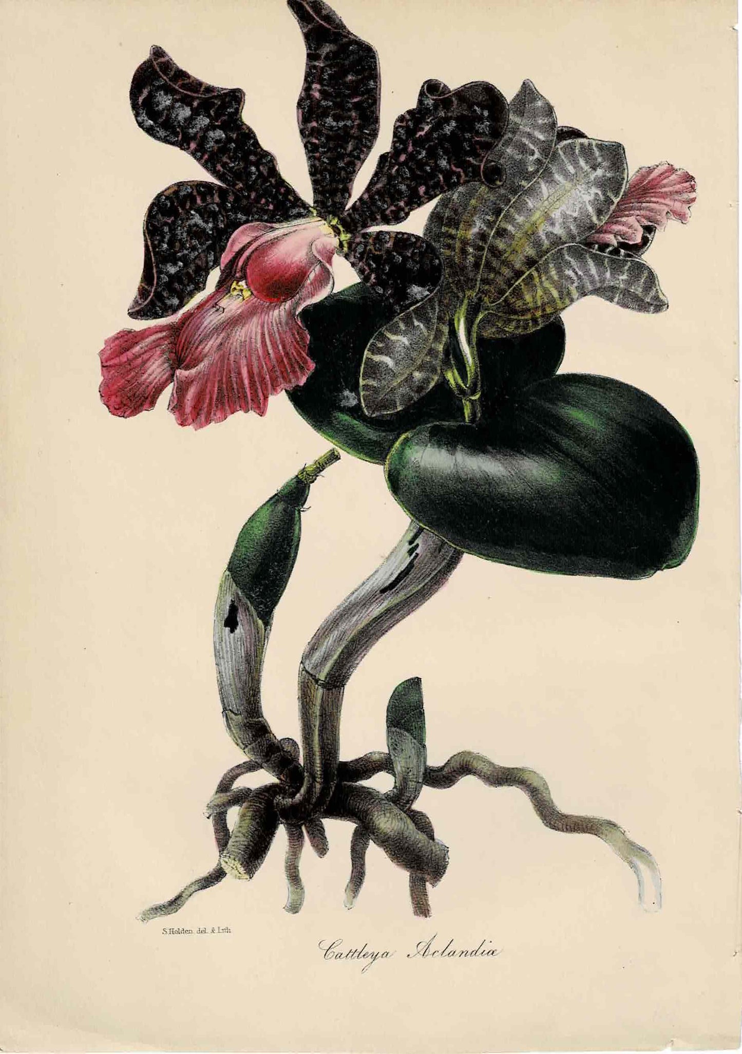 Pink Hand-colored Botanical, Cattleya Aclandia, c. mid-1800s