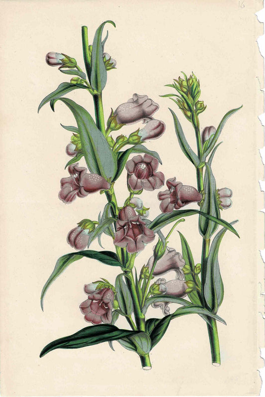 Purple Hand-colored Botanical, c. mid-1800s