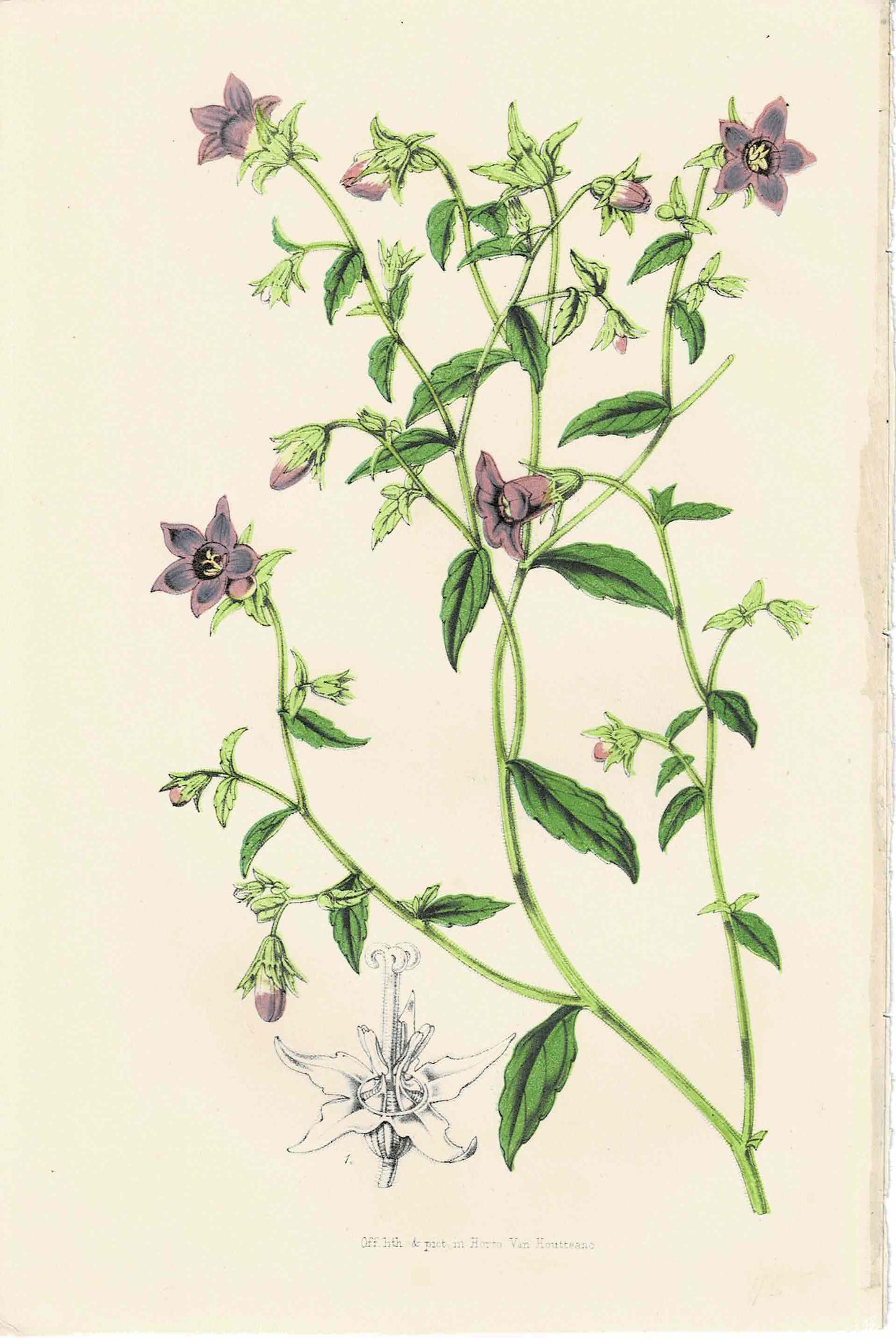 Purple Hand-colored Botanical by Horto Van Houtteano, c. mid-1800s