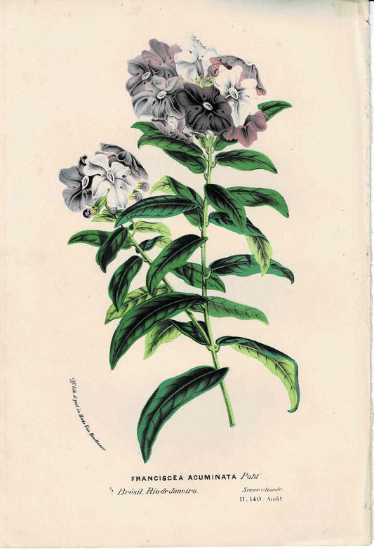 Purple Botanical, Franciscea Acuminata, c. mid-1800s