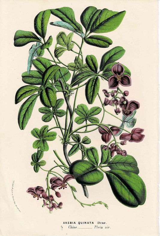 Purple Botanical, Akebia Quinata, c. mid-1800s