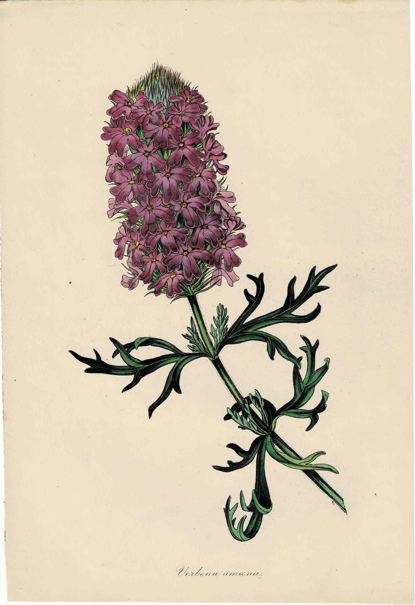 Purple Hand-colored Botanical, Verbena Amana, c. mid-1800s