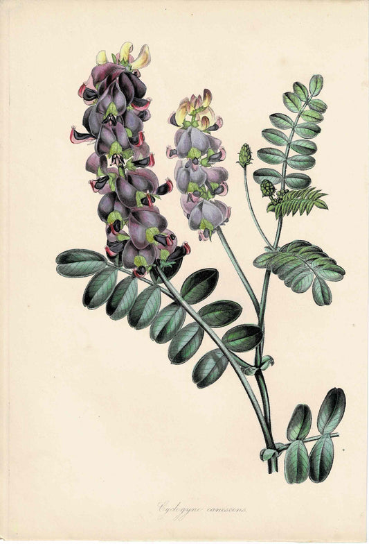 Purple Hand-colored Botanical, Cyclogyne Canescens, c. mid-1800s