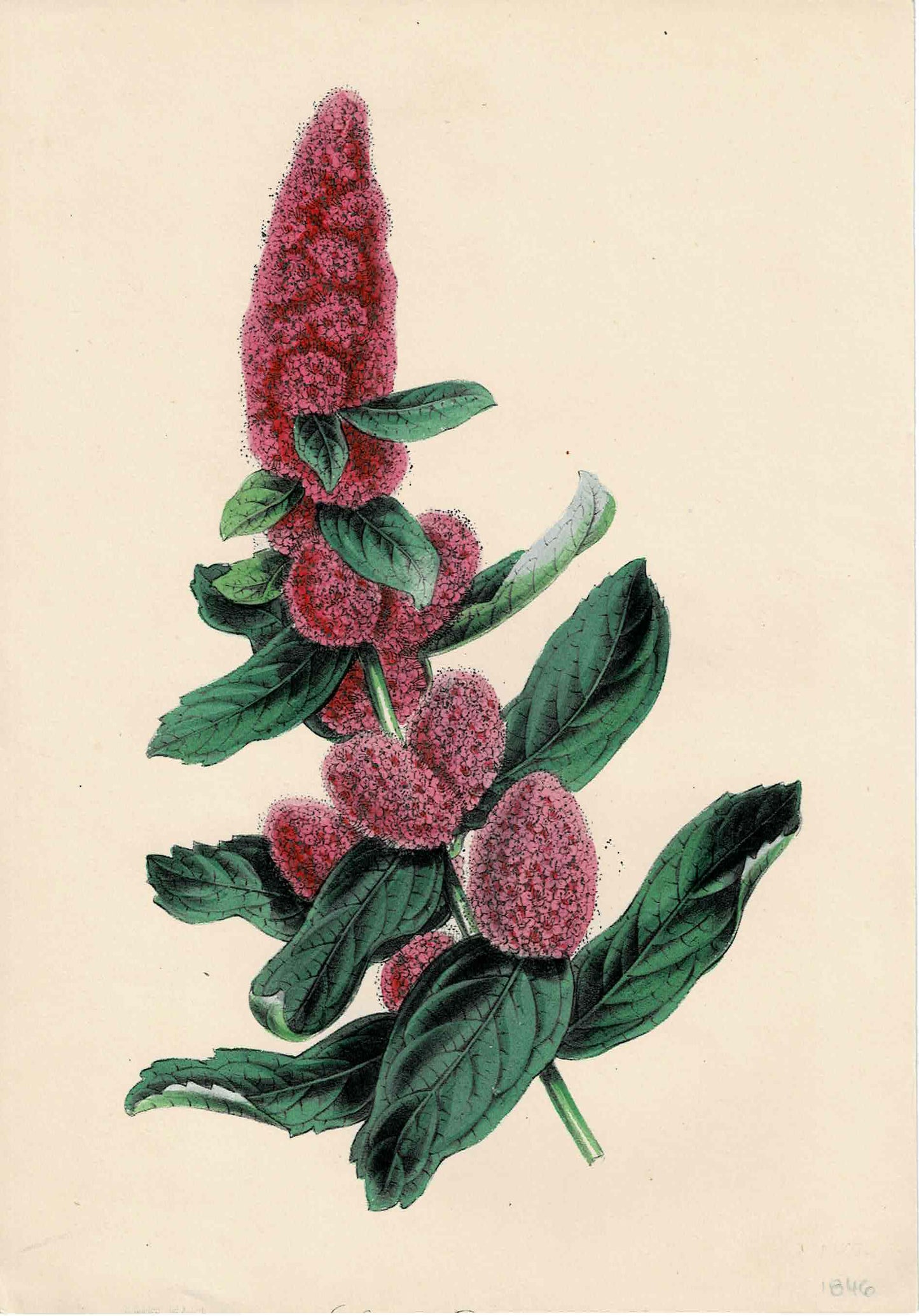 Hand-colored Botanical, Pink Flowers, c. 1846