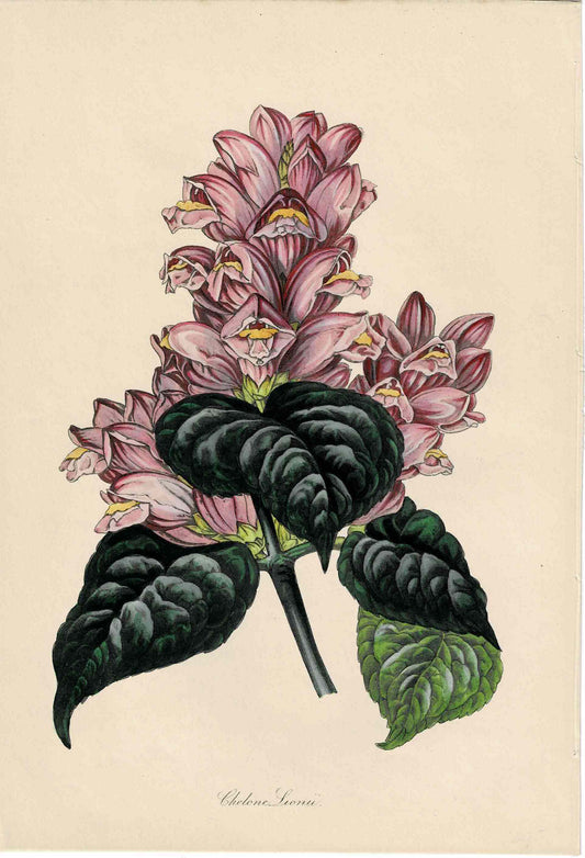 Pink Hand-colored Botanical, Chelone Lionii, c. mid-1800s