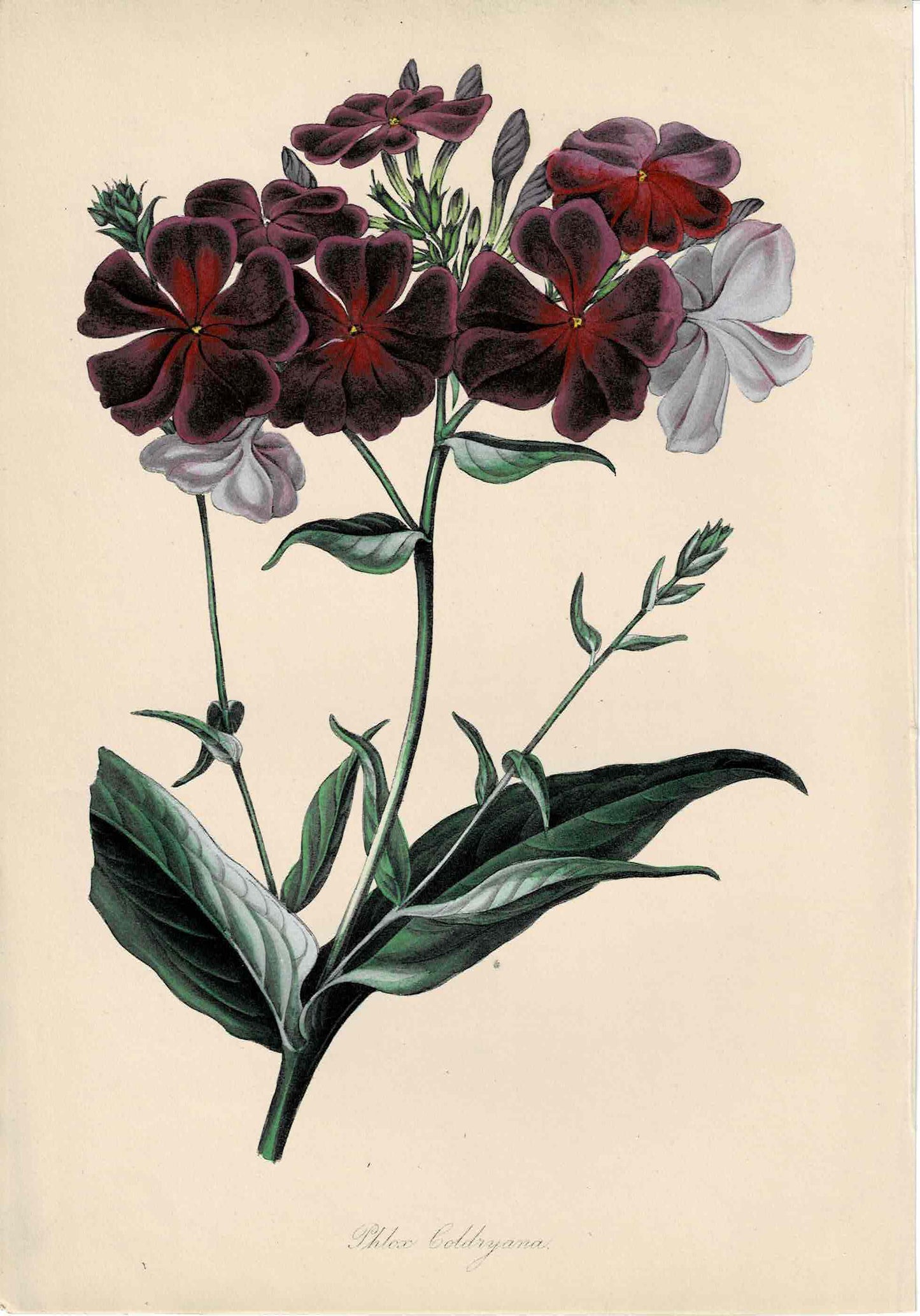 Purple Hand-colored Botanical, Phlox Goldryana, c. mid-1800s