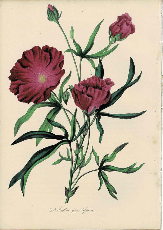 Pink Hand-colored Botanical, Nultallia Grandiflora, c. mid-1800s