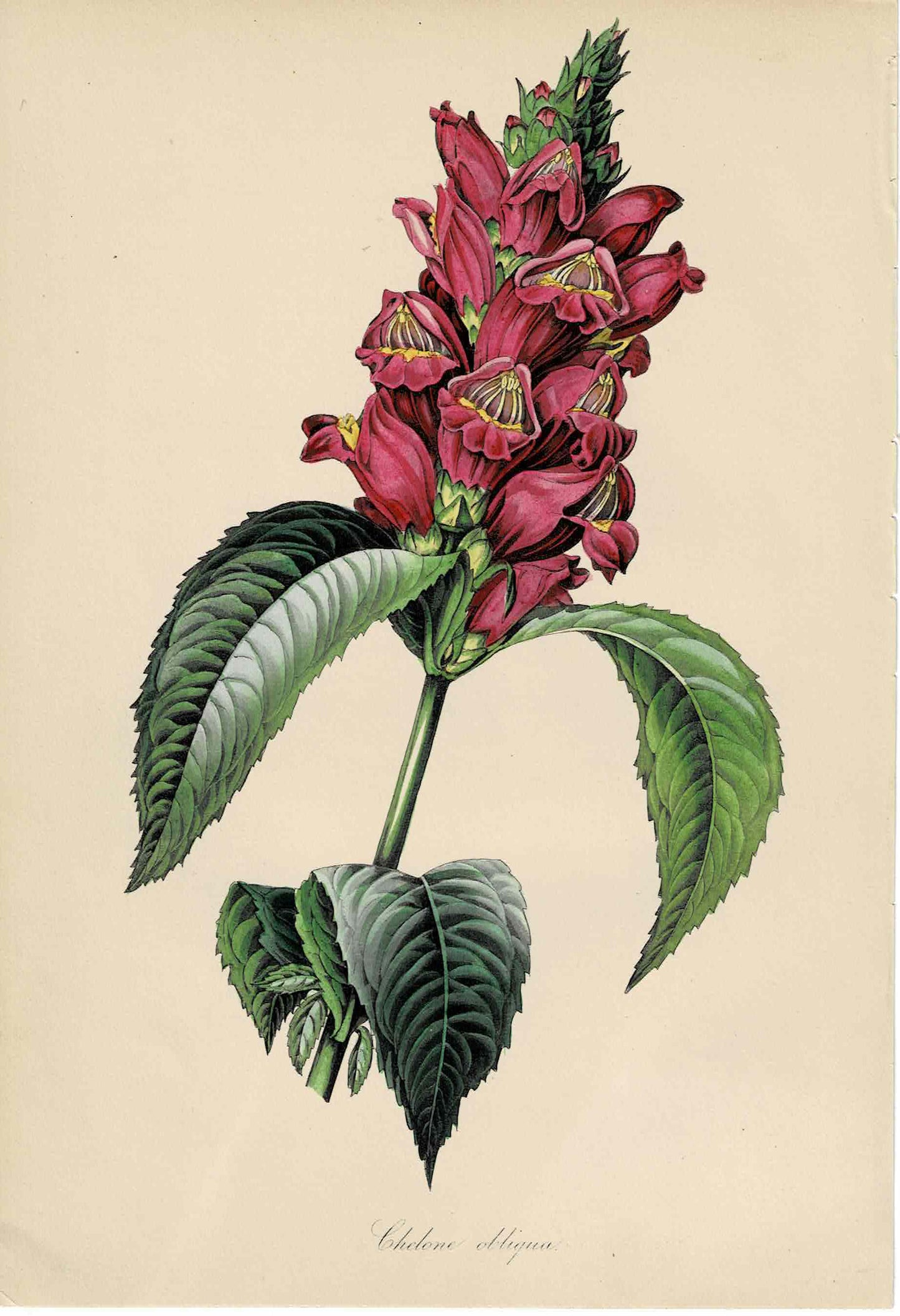 Hand-colored Botanical, Chelone Obliqua, c. mid-19th century