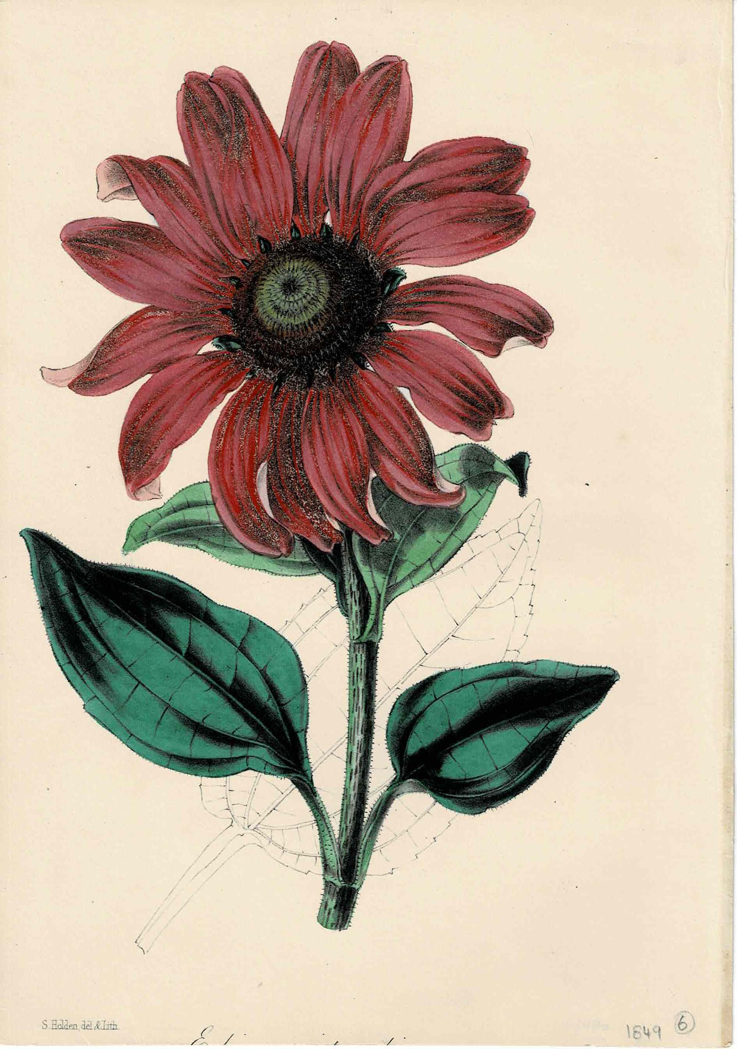 Hand-colored Botanical, Pink Flower by S. Holden, c. 1849