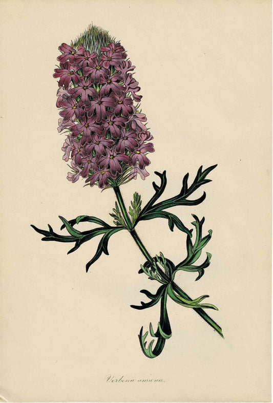 Hand-colored Botanical, Verbena Amana, c. mid-1800s